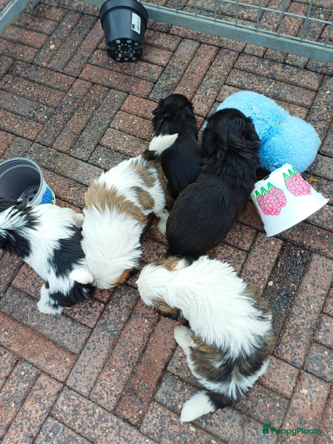 Shih Tzu honden te koop: Lieve leuke raszuiver shih tzu pups - Advertentie 2