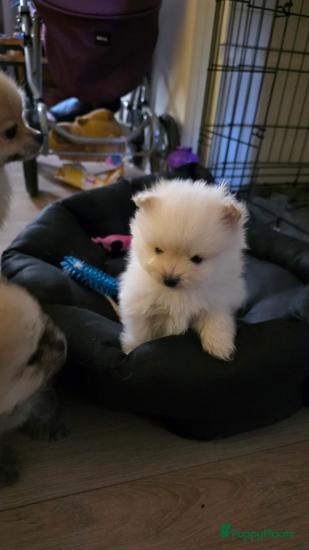 Pomeriaan honden te koop: Pomeriaan  - Advertentie 4