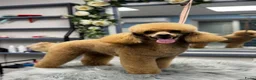 Poedel Toy honden te koop: Toy Poedel pupjes - Advertentie 2