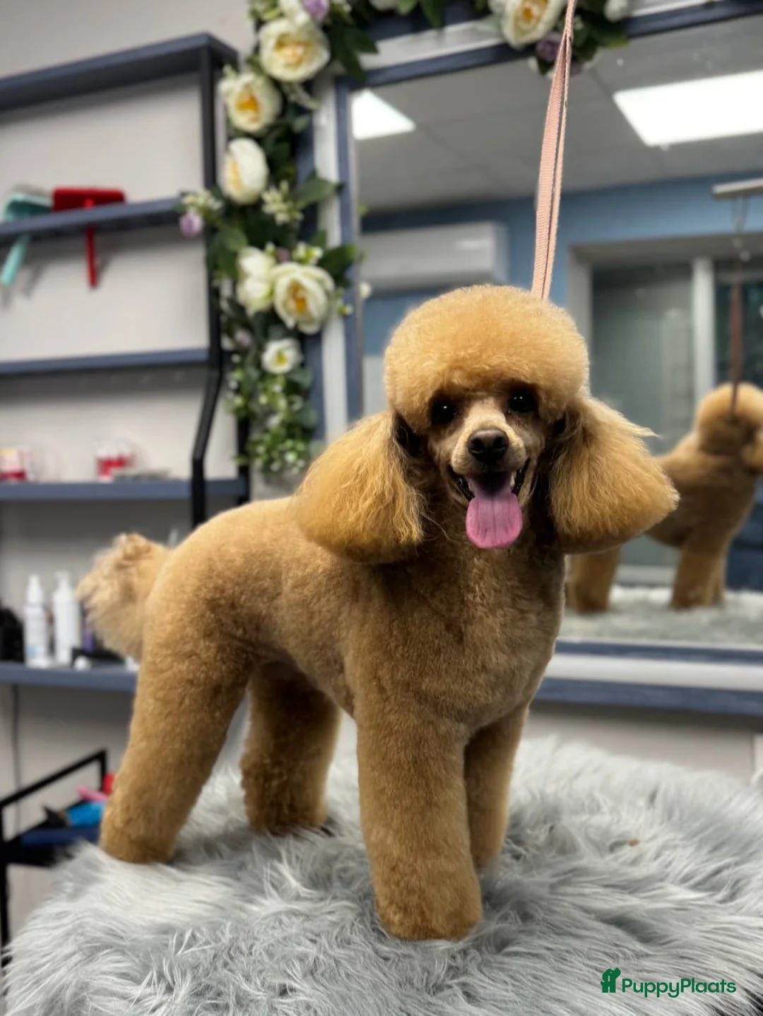 Poedel Toy honden te koop: Toy Poedel pupjes - Advertentie 2