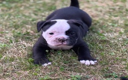 Old English Bulldog honden te koop: Old english Bulldog pups uit geteste ouders - Afbeelding 2