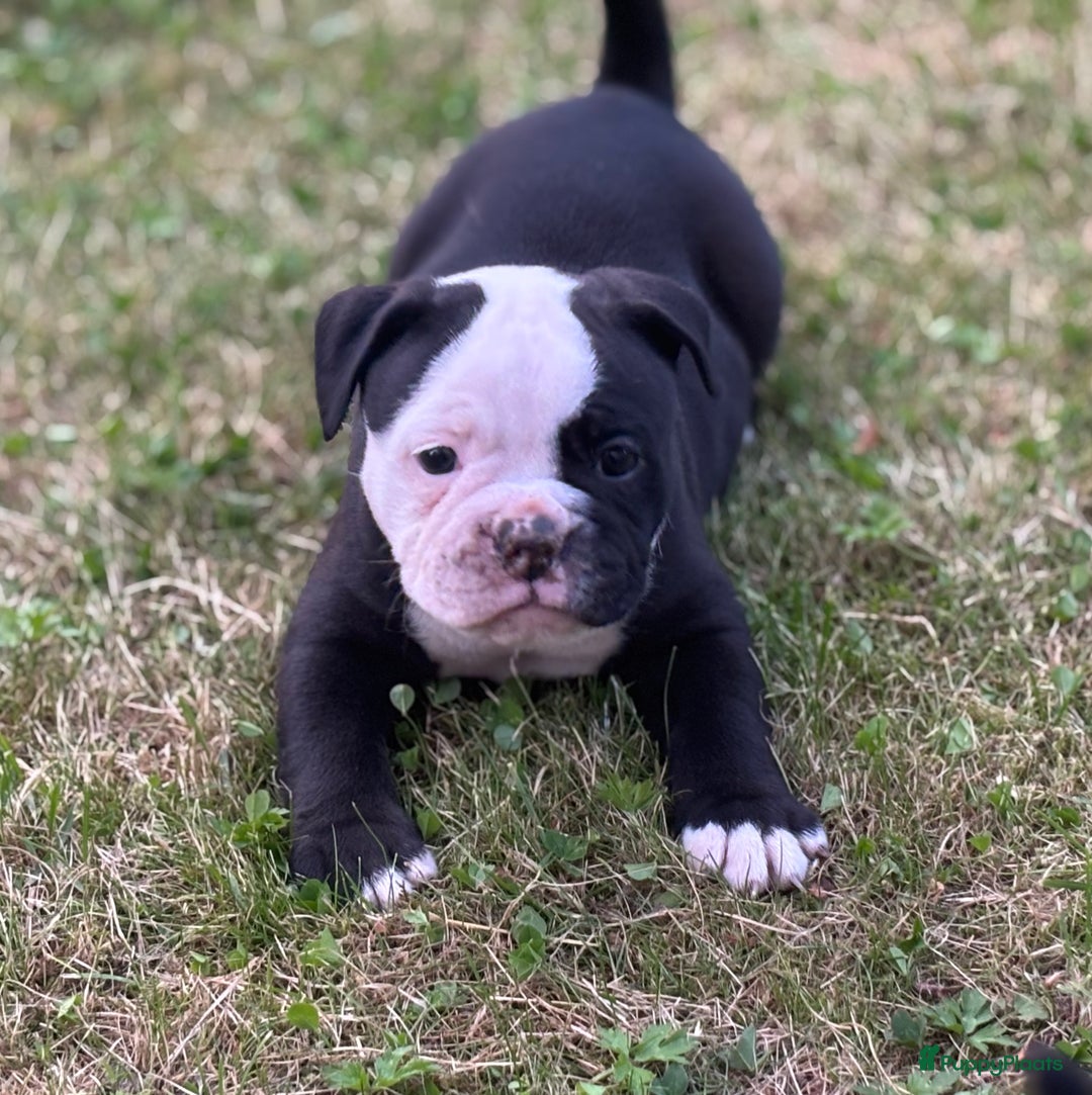Old English Bulldog honden te koop: Old english Bulldog pups uit geteste ouders - Afbeelding 2