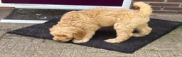 Australian Labradoodle honden te koop: Schitterende labradoodles - Advertentie 7
