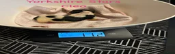 Yorkshire Terriër honden te koop: Yorkshire pups classic en biewer - Advertentie 28