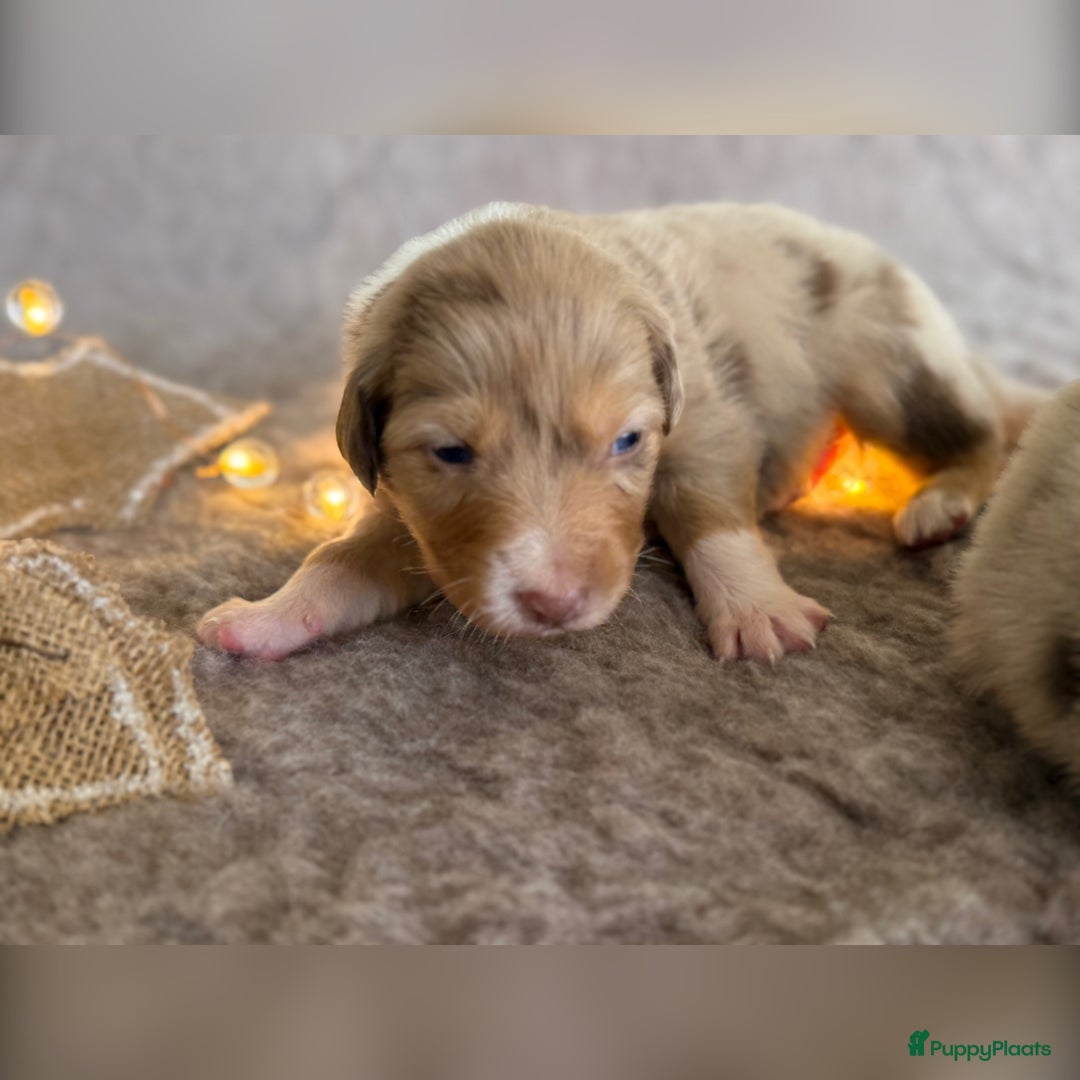 Australian Shepherd honden te koop: Prachtig nestje raszuivere Australian Shepherds - Advertentie 24