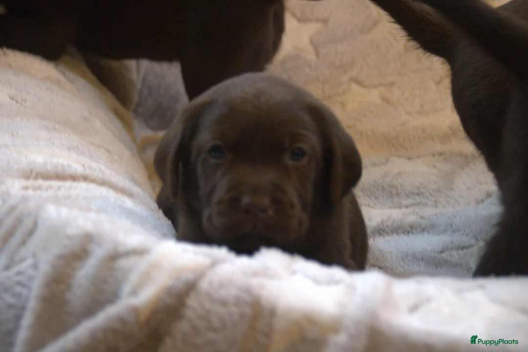 Labrador Retriever honden te koop: Prachtige chocoladebruine Labrador pups - Advertentie 14