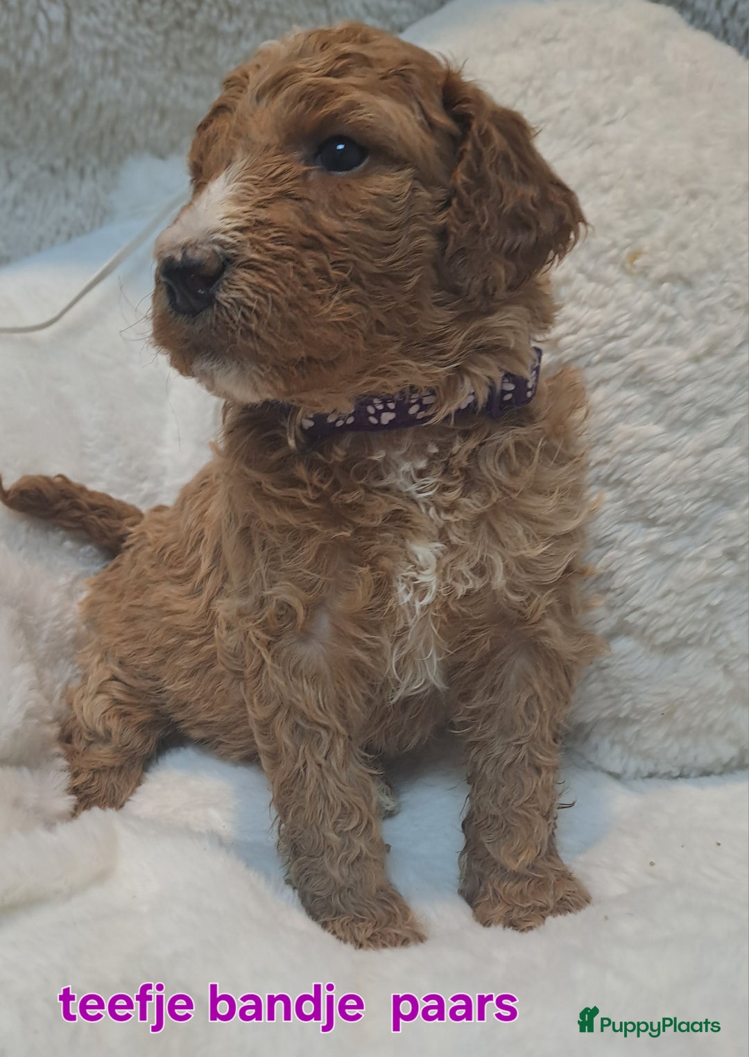 Australian Labradoodle honden te koop: Prachtige australian doodles pups  - Advertentie 8