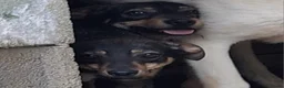 Kruising honden te koop: 2 lieve italiaanse zusjes zoeken baasje - Advertentie 5
