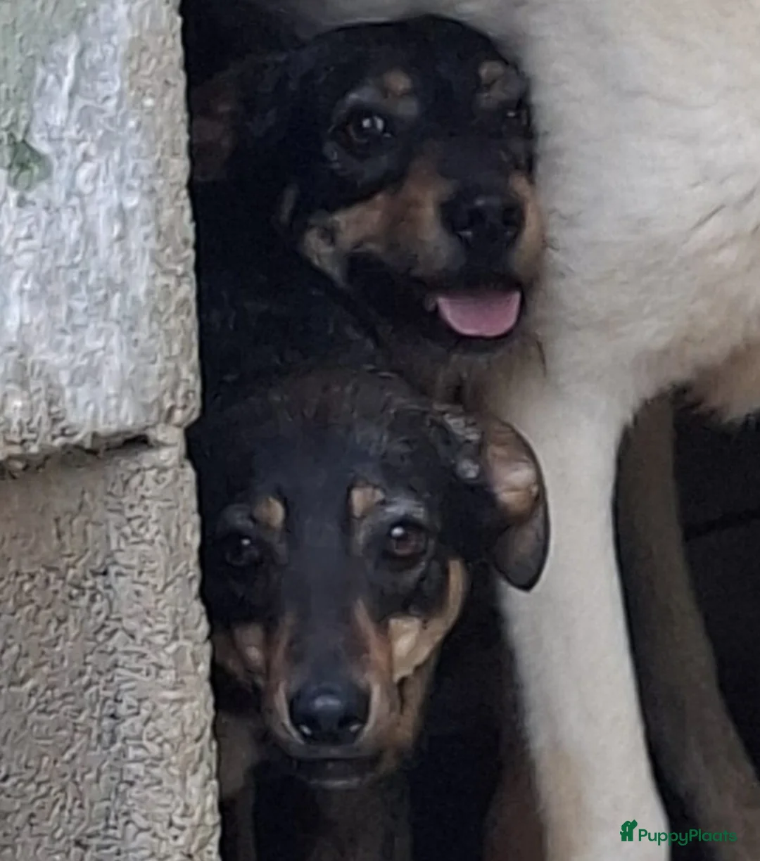 Kruising honden te koop: 2 lieve italiaanse zusjes zoeken baasje - Advertentie 5