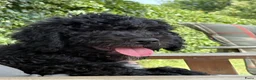 Barbet honden te koop: Barbet pups - Advertentie 2