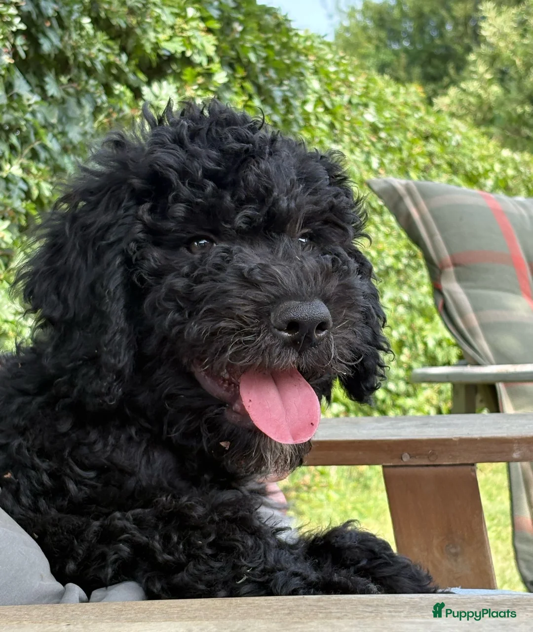 Barbet honden te koop: Barbet pups - Advertentie 2