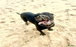 Cane Corso honden te koop: Cane corso 7 puppy’s - Afbeelding 11