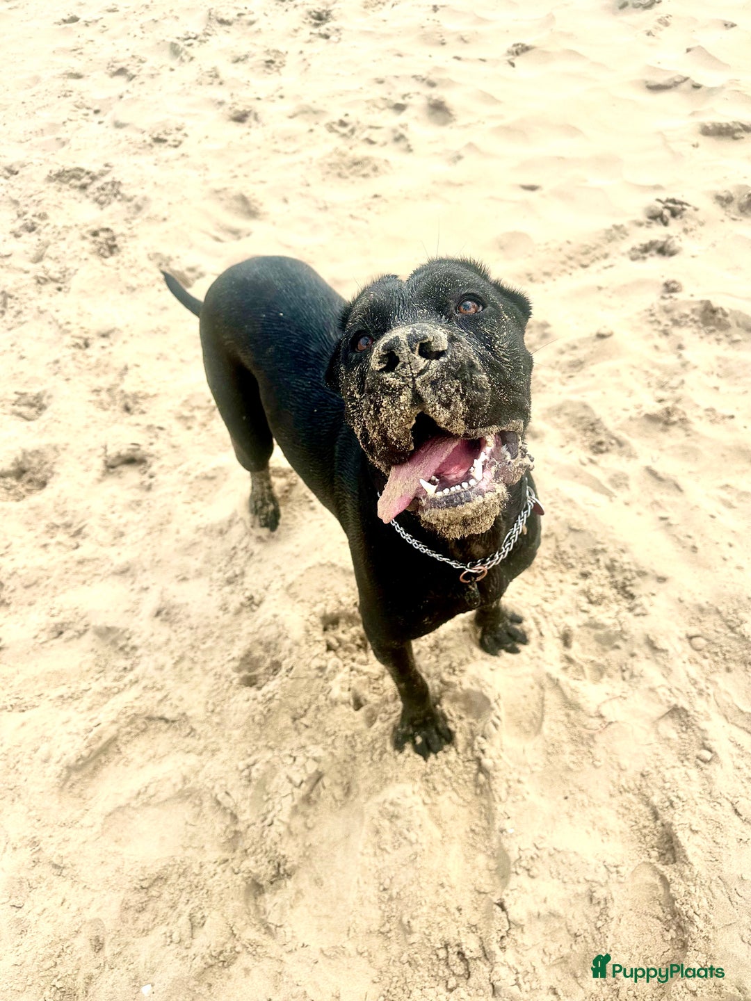 Cane Corso honden te koop: Cane corso 7 puppy’s - Afbeelding 11