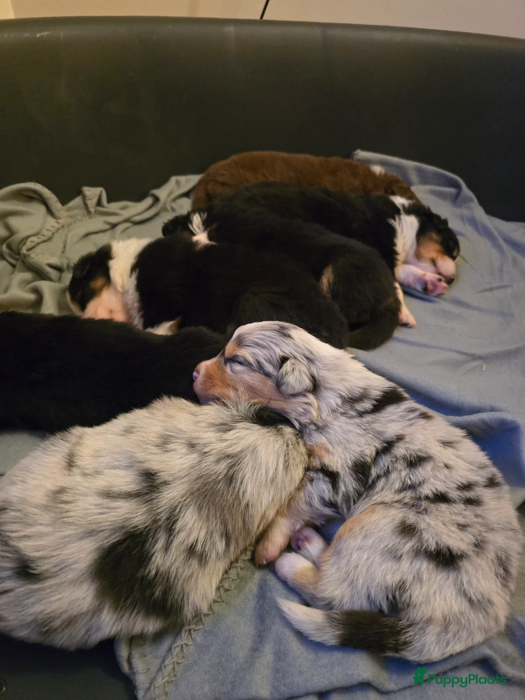 Australian Shepherd honden te koop: Australische Herder puppy's (zie foto's) - Advertentie 10