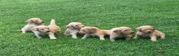 Labradoodle honden te koop: Labradoodle mini pups F3 reutjes blond/abrikoos - Advertentie 3