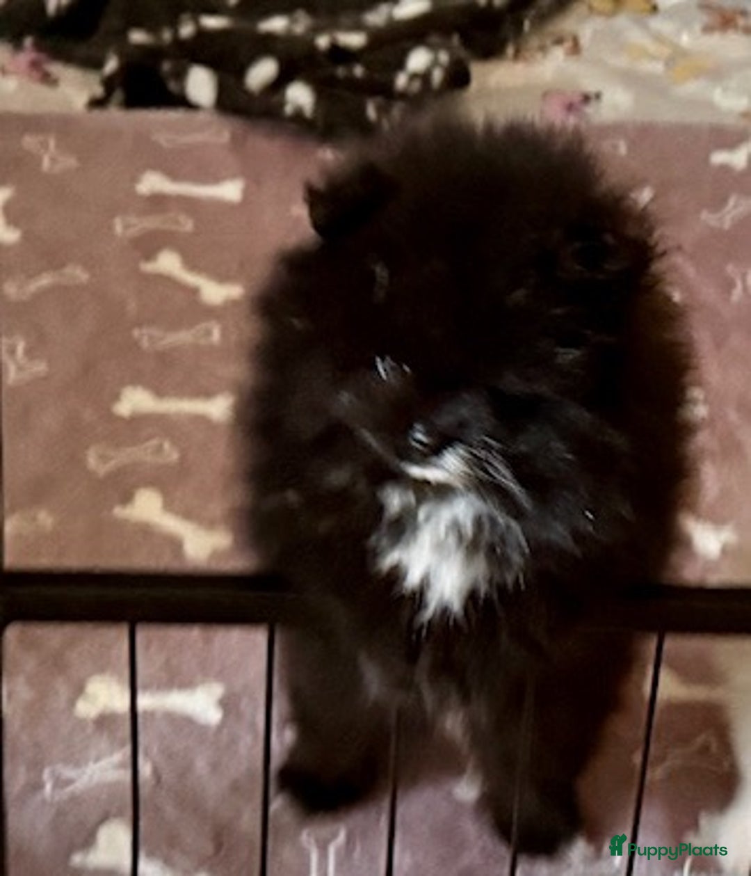 Pomeriaan honden te koop: Pomeriaan teefje - Advertentie 1