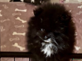 Pomeriaan honden Pomeriaan teefje - Advertentie 3