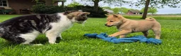 Kruising honden te koop: Shiba inu pups 8 weken (kwart pomeriaan) - Advertentie 2