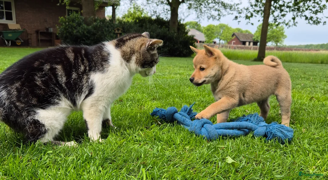 Kruising honden te koop: Shiba inu pups 8 weken (kwart pomeriaan) - Advertentie 2