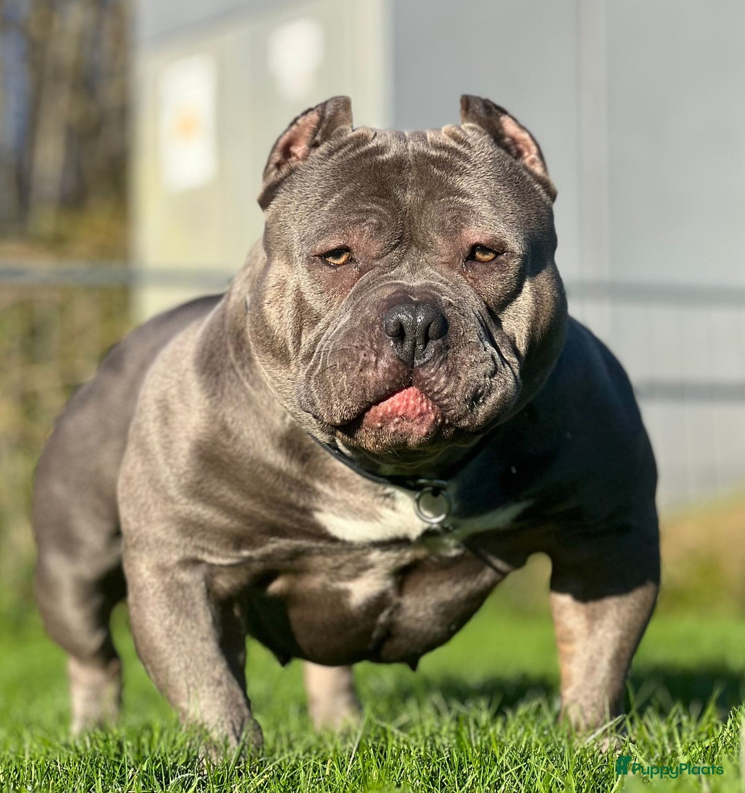 Amerikaanse Bully honden te koop: Amerikaanse Bully Pocket-puppy's - Advertentie 11