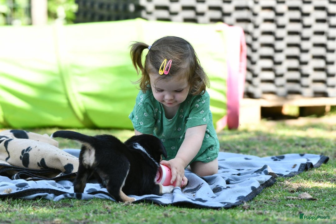 Australian Shepherd honden te koop: Australian Shepherd x Kelpie Pups in Maashees - Afbeelding 5