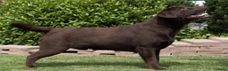 Labrador Retriever honden te koop: 🐾 Labradorpups verwacht in oktober! 🐾 - Advertentie 7