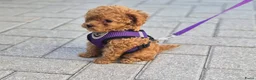 Poedel Toy honden te koop: Ieniemienie teefje 🌸💜 - Advertentie 10