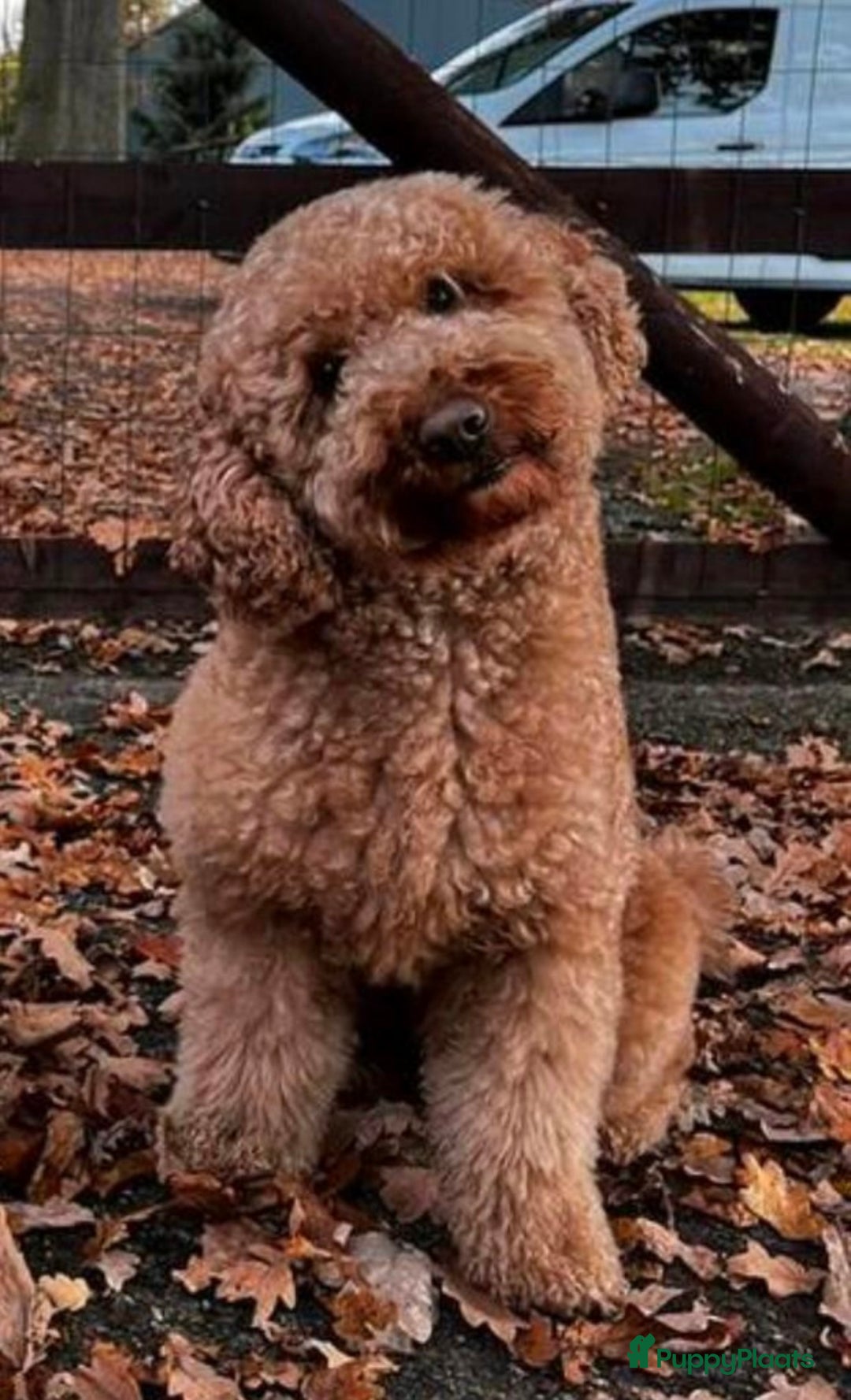 Labradoodle honden te koop: ✨Liefdevol Nest Labradoodle Pups 1 December geb.!✨ - Advertentie 14