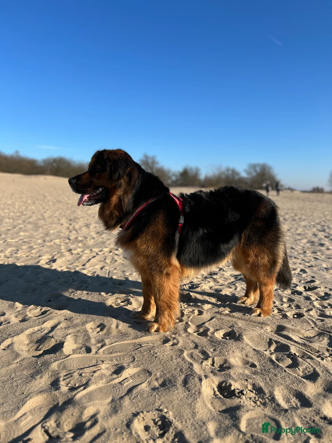 Kruising honden ter dekking: Dekreu gezocht in Hooge Mierde - Advertentie 5