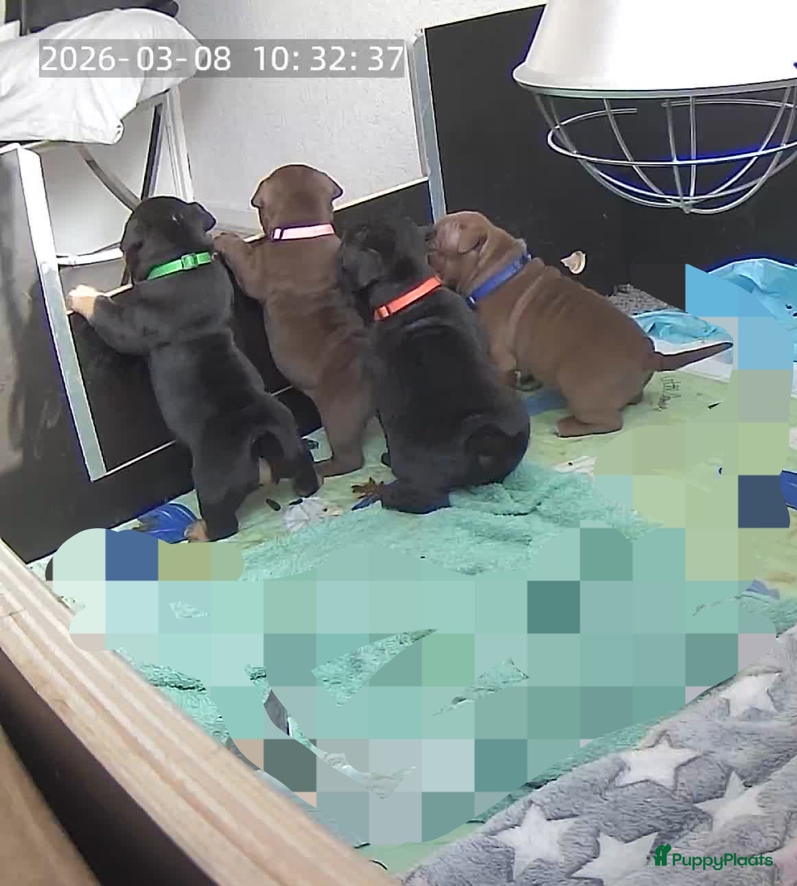 Amerikaanse Bully honden ABKC exotic Bully  - Advertentie 1