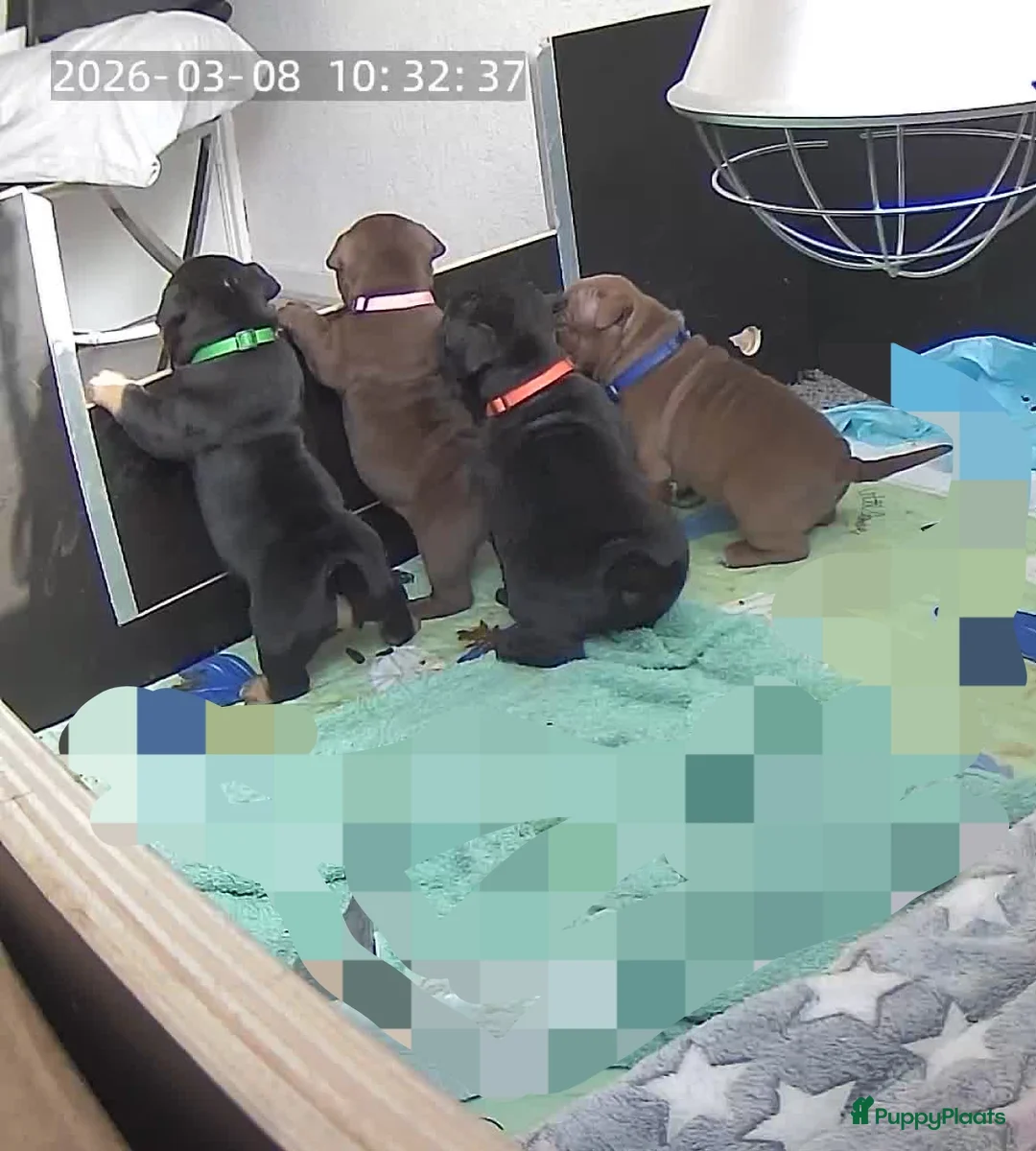 Amerikaanse Bully honden te koop: ABKC exotic Bully  - Advertentie 1