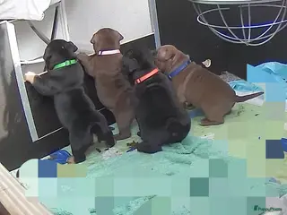 Amerikaanse Bully honden ABKC exotic Bully - Advertentie 1