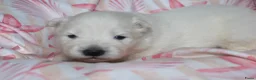 Samojeed honden te koop: Samojeden pups met stamboom - Advertentie 5