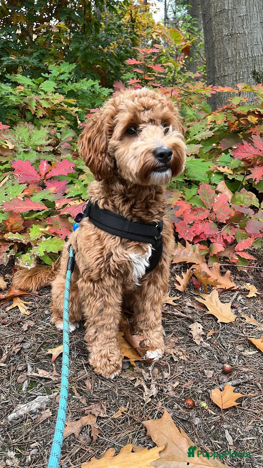 Australian Labradoodle honden te koop: Medium Cobberdog/Australian Labradoodle nestaank - Advertentie 28