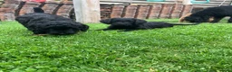Kruising honden te koop: Nog twee zwarte labradoodle pups - Advertentie 6