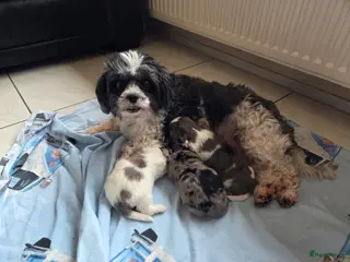 Boomer honden Nog 1 prachtig boomer teefje beschikbaar - Advertentie 2