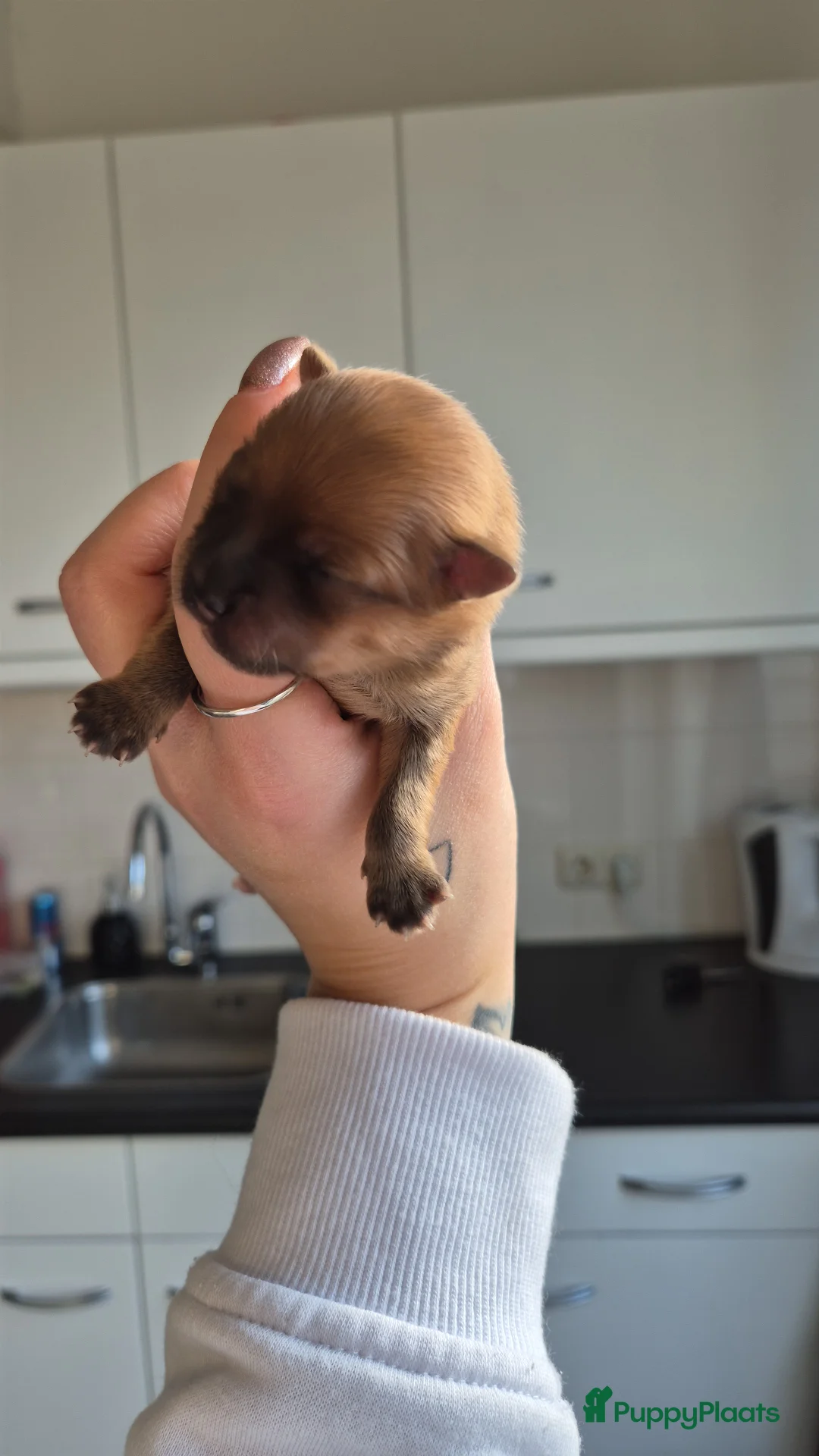 Pomeriaan honden te koop: nog 2 hele schattige teefjes🥰 - Advertentie 10