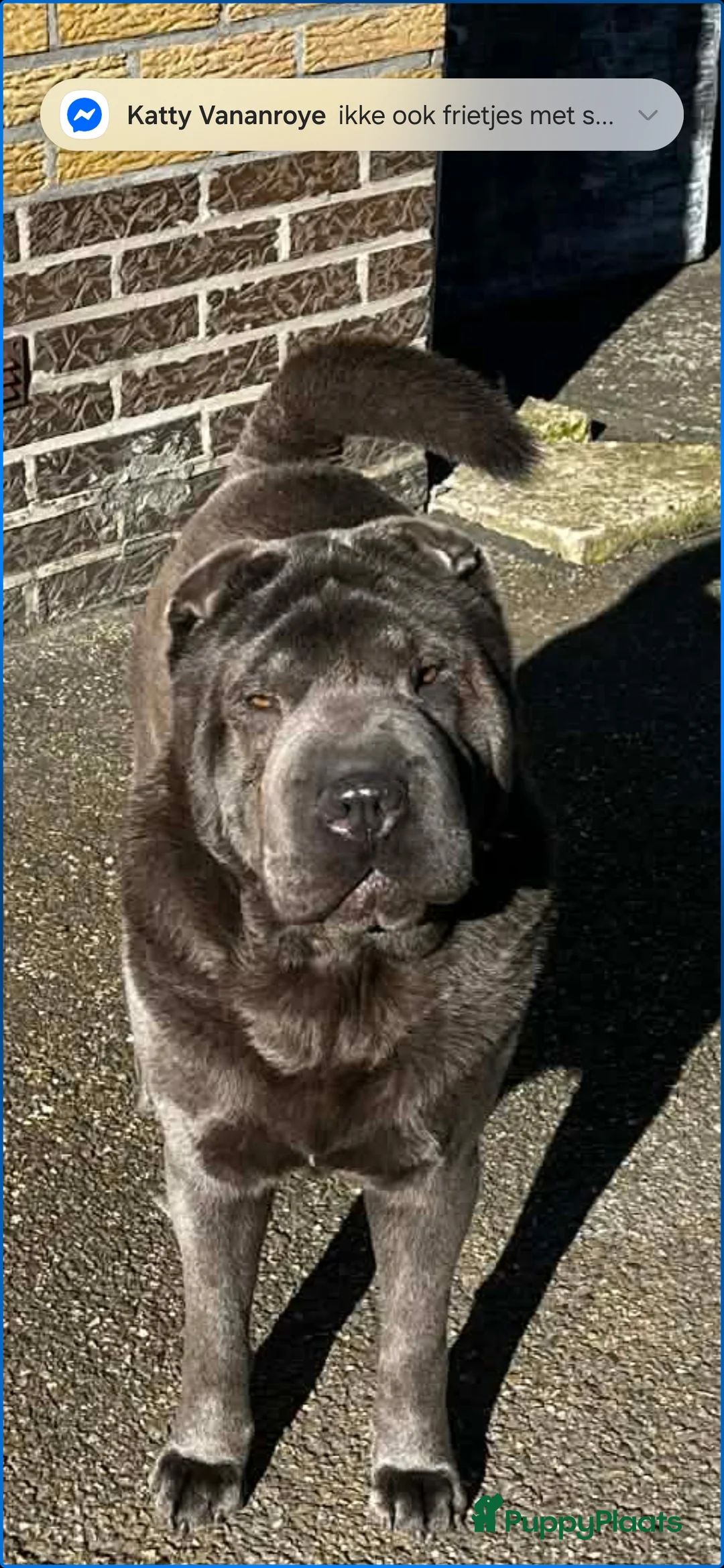 Shar Pei honden te koop:  Sharpei - Advertentie 6