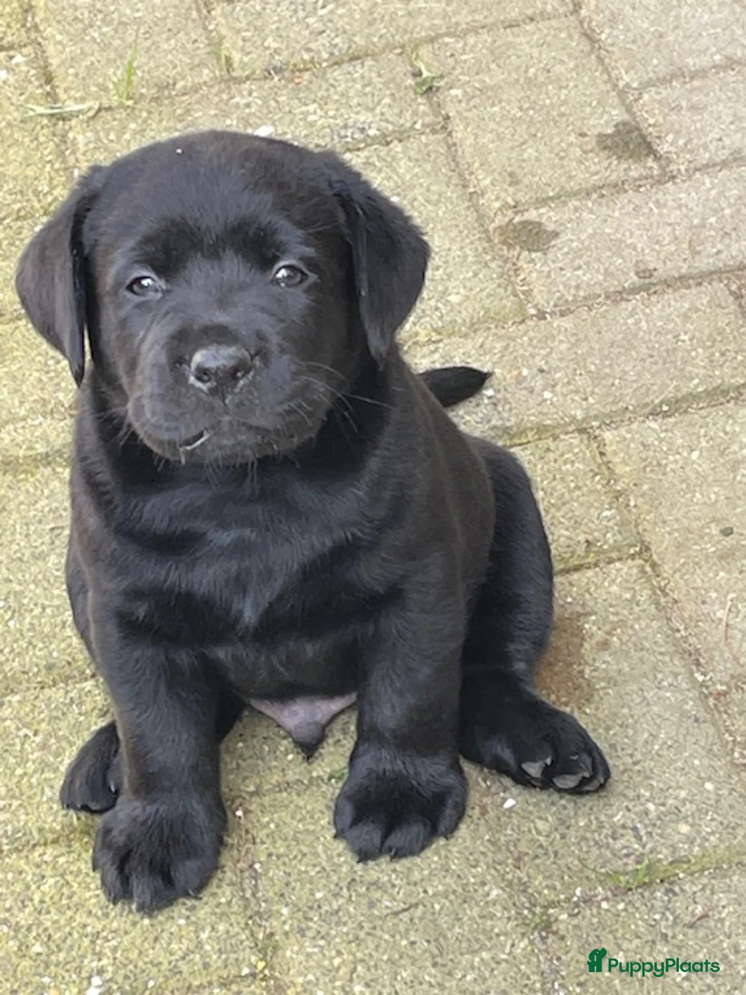 Labrador Retriever honden te koop: mooie zwarte Labrador puppy's te koop - Advertentie 2