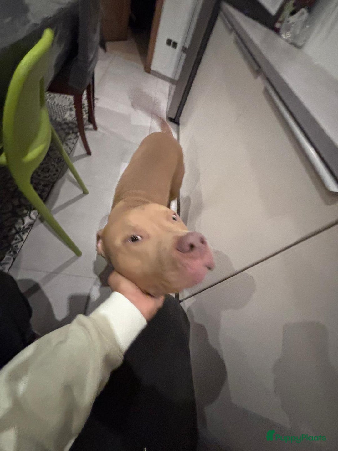 Amerikaanse Bully honden te koop: Amerikaanse Bully. Prijs bespreekbaar. - Advertentie 4