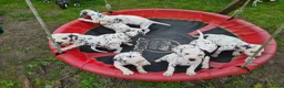 Dalmatiër honden te koop: dalmatiër puppy's zoeken leuk baasje. - Advertentie 8