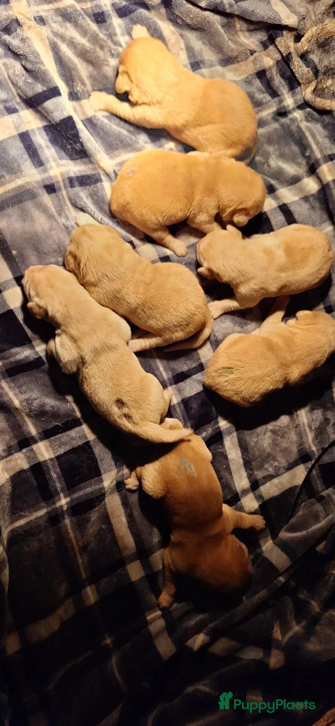 Goldador honden te koop: Goldenretriever x labrador pups  - Advertentie 14