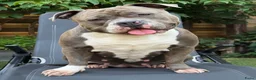 Amerikaanse Bully honden te koop: American Bully XL pups verwacht in Loosdrecht - Advertentie 11