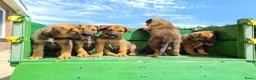Kruising honden te koop: Uniek relaxed Border Collie x Mechelse Herder pups - Advertentie 7