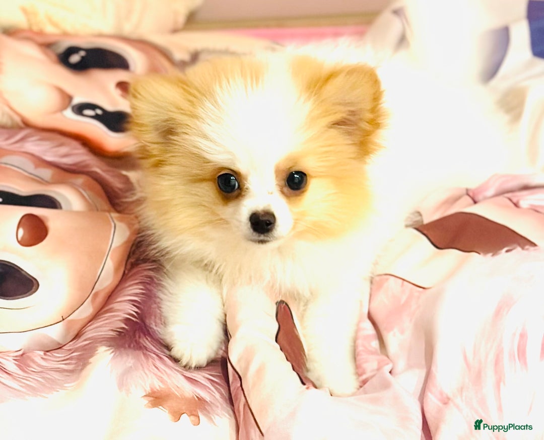 Pomeriaan honden te koop: Mini pomeranian pomeriaan teefje volledig ingeent - Advertentie 3