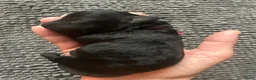 Dwergpoedel honden te koop: Prachtige dwergpoedelpups met exclusieve kleur! - Advertentie 14