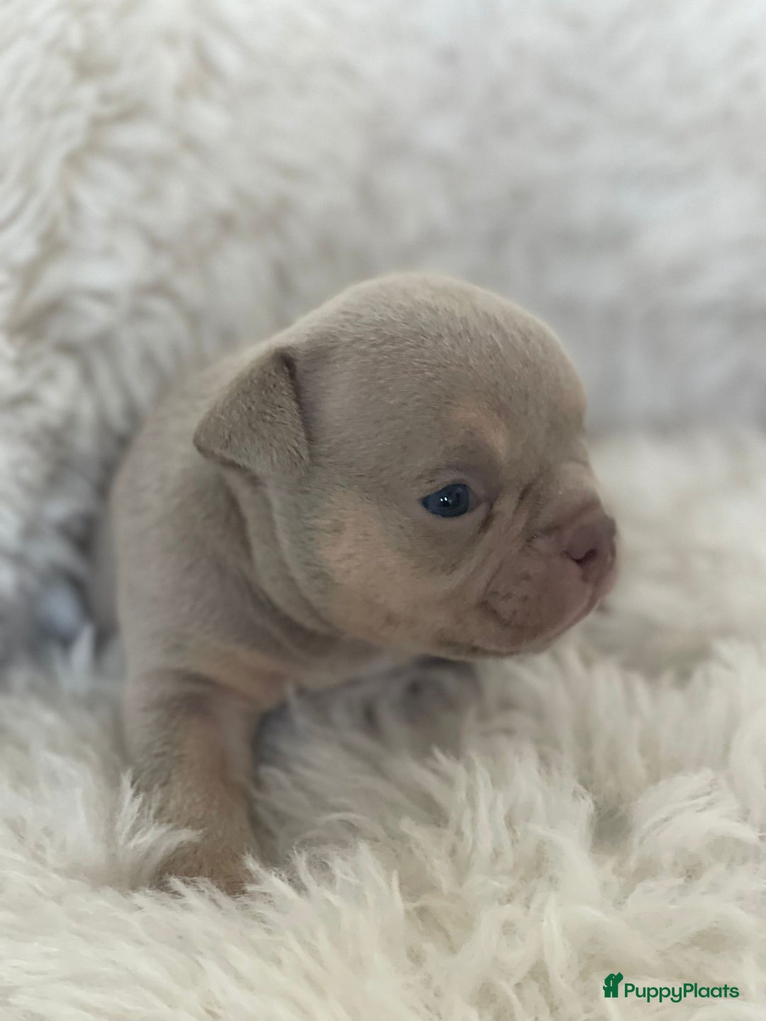 Amerikaanse Bully honden te koop: American Bully micro/pocket  - Advertentie 1