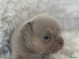 Amerikaanse Bully honden American Bully micro/pocket - Advertentie 8