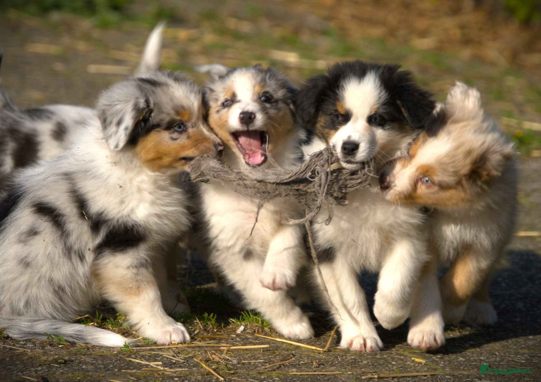 Australian Shepherd honden 🐾 Australian Shepherd pups, Super sociaal 🌸 - Advertentie 1