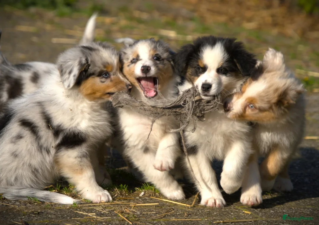 Australian Shepherd honden te koop: 🐾 Australian Shepherd pups, Super sociaal 🌸 - Advertentie 1